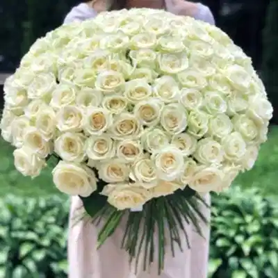 201 White Roses to Istanbul
