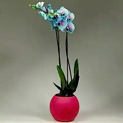 Orchids for Istanbul