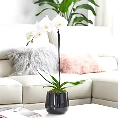 Orchid delivery to Istanbul