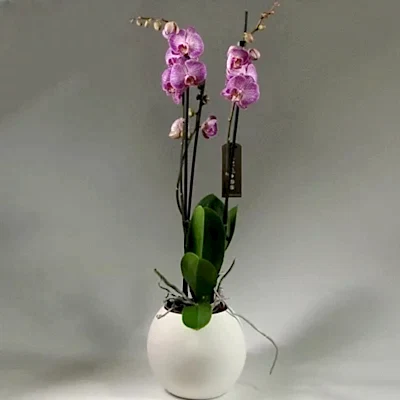Send orchids to Istanbul Turkey
