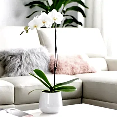 Orchids delivery to Istanbul