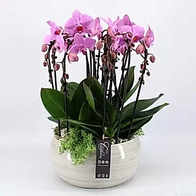 Orchid plant delivery to Istanbul
