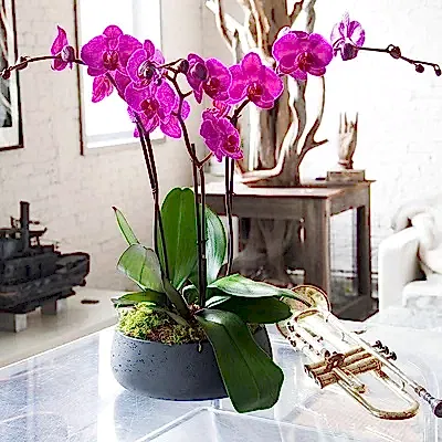 Orchid plants delivery in Istanbul