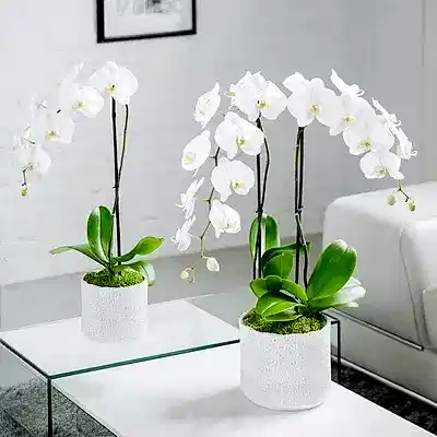 Orchid delivery in Istanbul