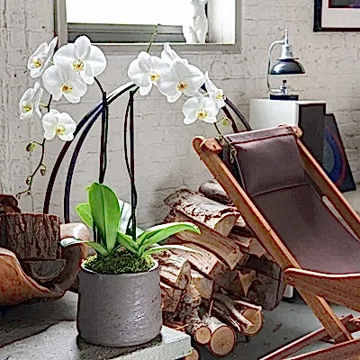 Send orchids to Istanbul