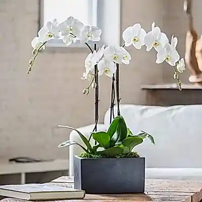 Orchids to Istanbul