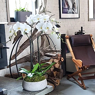 Orchid delivery to Istanbul Turkey