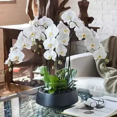 Orchid delivery in Istanbul Turkey