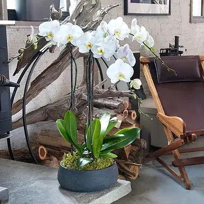 Orchids delivery to Istanbul Turkey