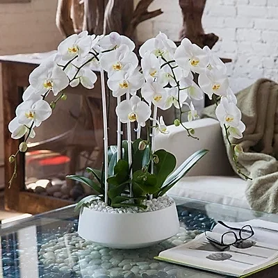 Orchids delivery in Istanbul