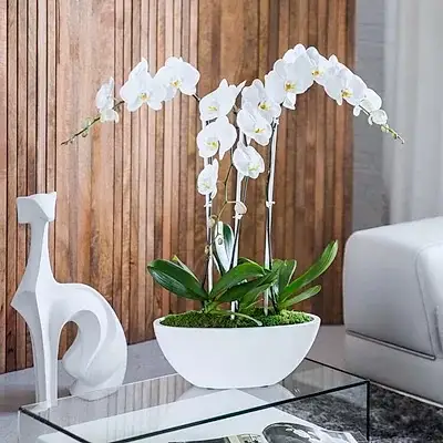 Orchids delivery in Istanbul Turkey