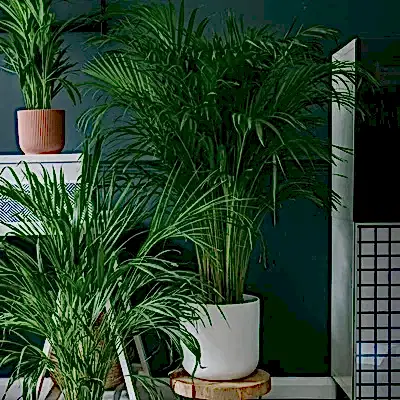Send houseplants Istanbul Turkey