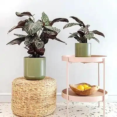 Houseplant delivery Istanbul