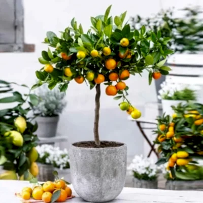 Plant delivery in Istanbul Turkey