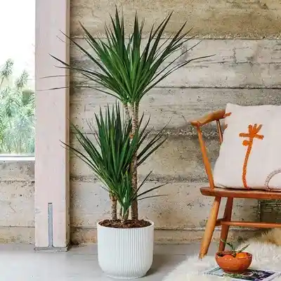 Send houseplants to Istanbul