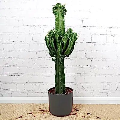 Send houseplants to Istanbul Turkey