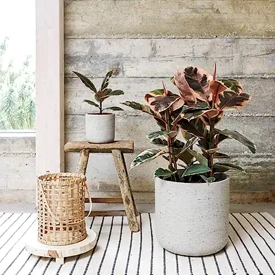 Houseplant delivery in Istanbul