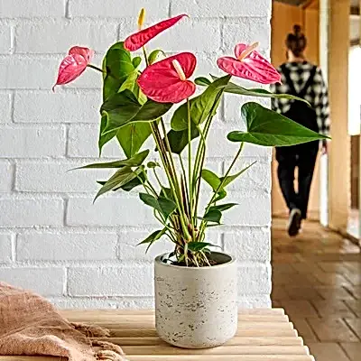 Plant delivery to Istanbul