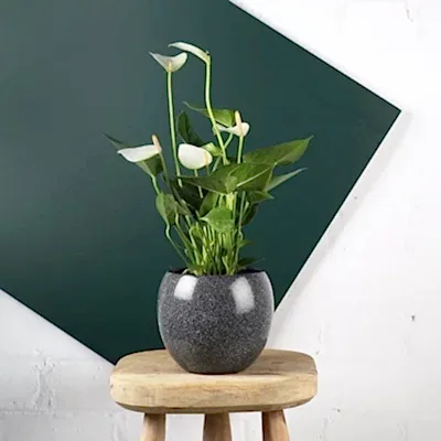 Send plants to Istanbul