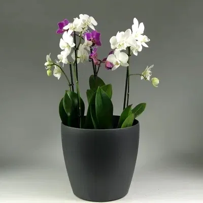 Orchid plant delivery in Istanbul