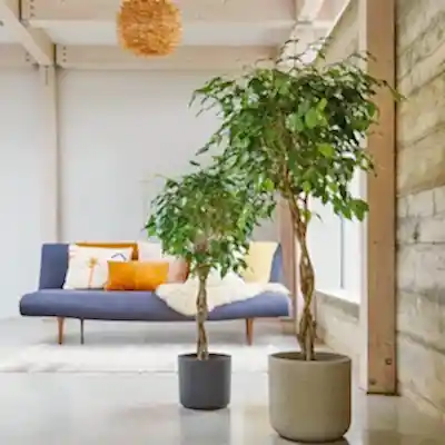 Plants delivery in Istanbul Turkey