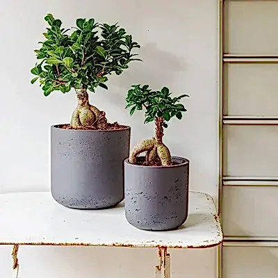 Bonsai plant delivery in Istanbul