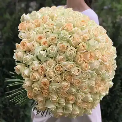 201 Peach Roses to Istanbul
