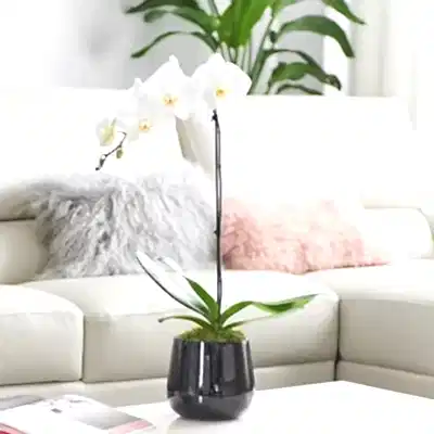 Orchid delivery in Antalya