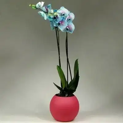 Orchids for Antalya