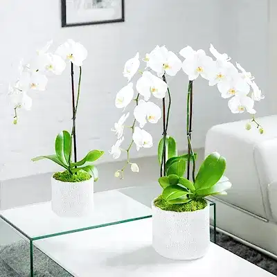 Orchids delivery in Antalya