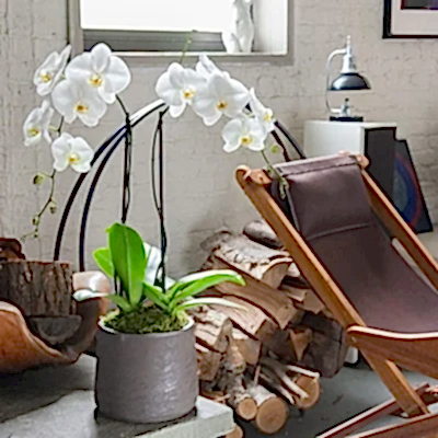 Send orchids to Antalya