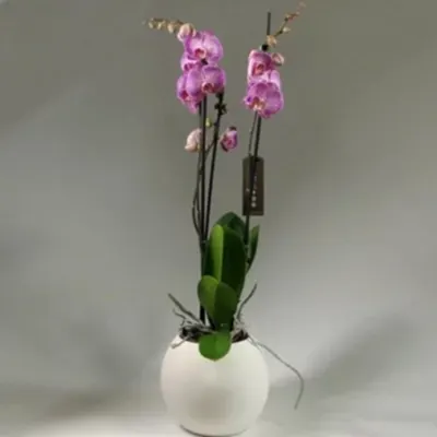 Send orchids to Antalya Turkey
