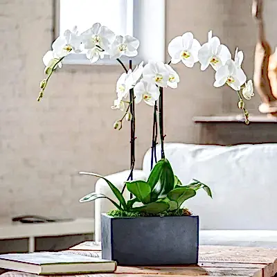 Orchids to Antalya
