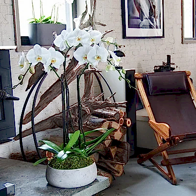Orchid delivery to Antalya Turkey