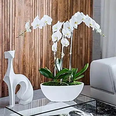 Orchids delivery in Antalya Turkey