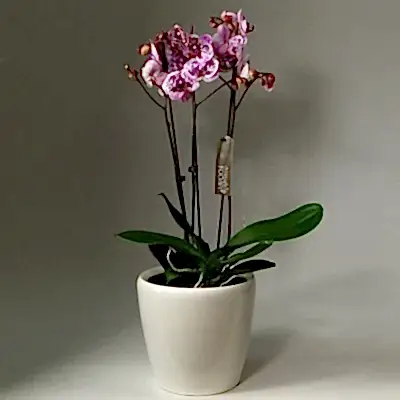 Send orchid arrangements to Antalya