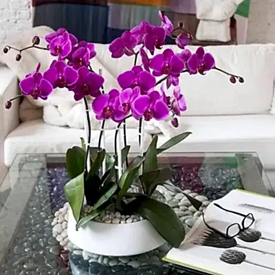 Orchid plants delivery to Antalya