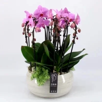 Orchid plant delivery to Antalya