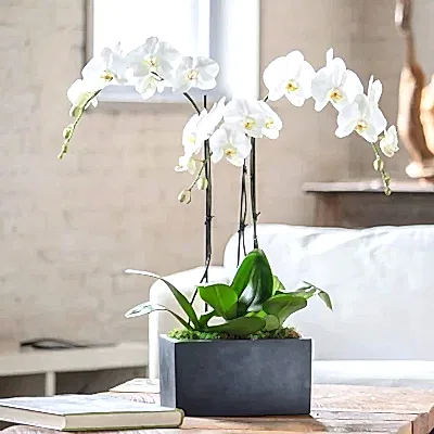 Orchids to Bodrum