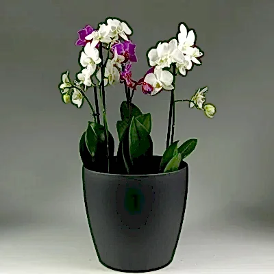 Orchid plant delivery in Bodrum