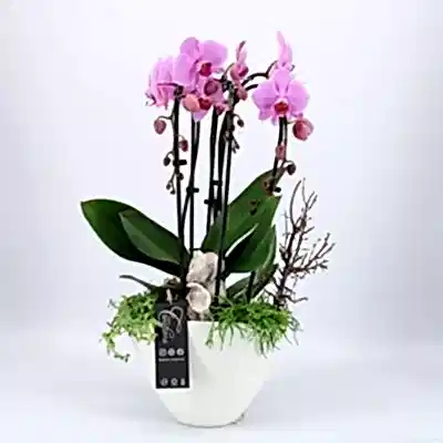 Orchid arrangements to Bodrum