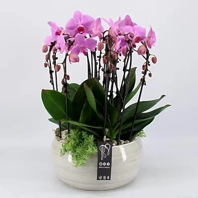 Orchid plant delivery to Bodrum
