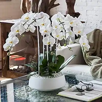 Orchid delivery Bodrum