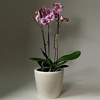 Send orchid arrangements to Bodrum