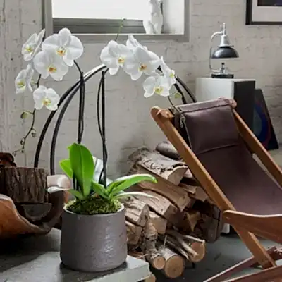 Send orchids to Bodrum