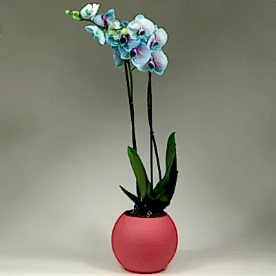 Orchids for Bodrum