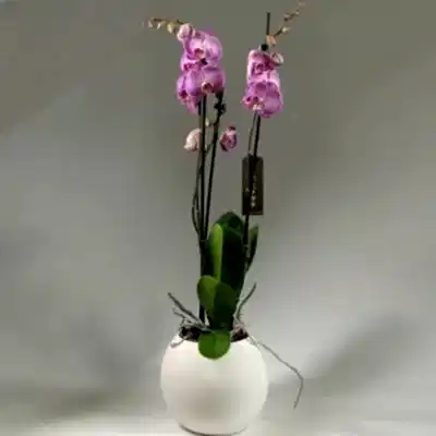 Send orchids to Bodrum Turkey