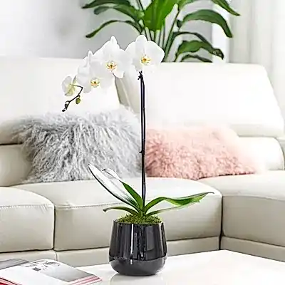 Orchid delivery in Bodrum
