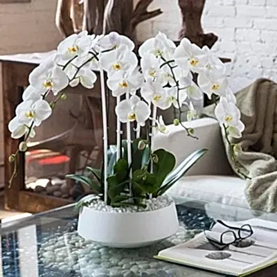 Orchids